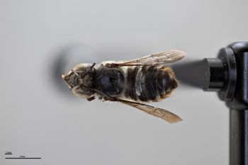Media type: image;   Entomology 789801 Aspect: habitus dorsal view